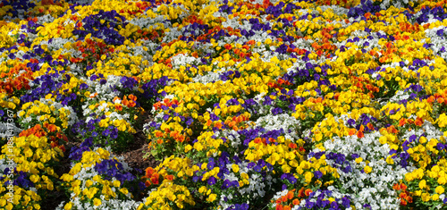 Εκτύπωση καμβά Spring colorful flowers bloom in a vibrant garden