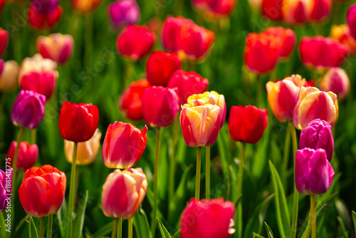 Multicolored blossoms spring. Tulips floral background.