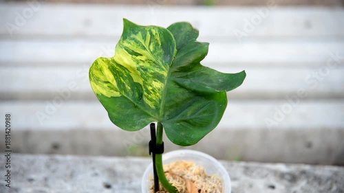 Closeup focus to Original Philodendron Distantilobum  