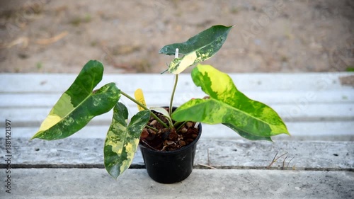 Closeup to New hybrid plant florida beauty mayoi x Philodendron billietiae in the pot 