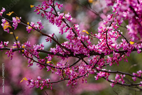 Tableau sur toile Redbud tree, Eastern redbud, Judas tree, Cercis tree, Pink redbud blossoms