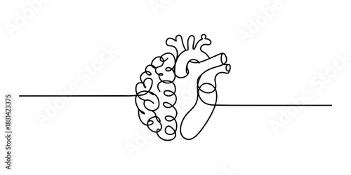 Continuous line drawing depicting the interconnected human brain and anatomical heart Vector, illustration