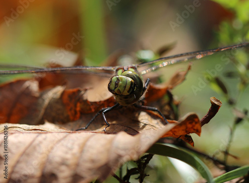Blaugrüne Mosaikjungfer - Southern Hawker