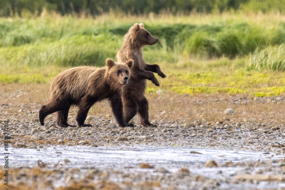 Fototapeta premium A pair of coastal brown bear cubs fishing with their mother in Katmai National Park, Alaska.