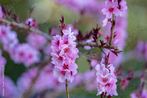 Peach tree blossom. Flower floral design. Flower blossom spring. Flower natural beauty. Flower colorful bloom.