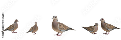 Bild auf Leinwand Set of mourning doves (Zenaida macroura) in various standing poses and pairs, isolated on white background