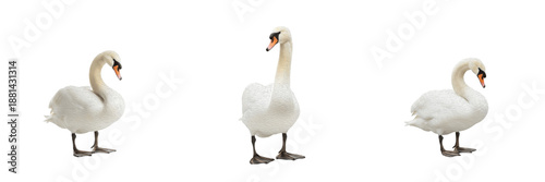 Bild auf Leinwand Mute swan (Cygnus olor) swimming gracefully on a calm lake surface