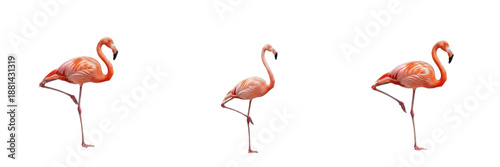 Collection of pink flamingos standing on one leg isolated on white background, tropical exotic bird