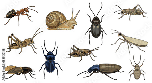 Collection of various realistic insect illustrations, including an ant, snail, beetle, and grasshopper, in a vintage engraved style.