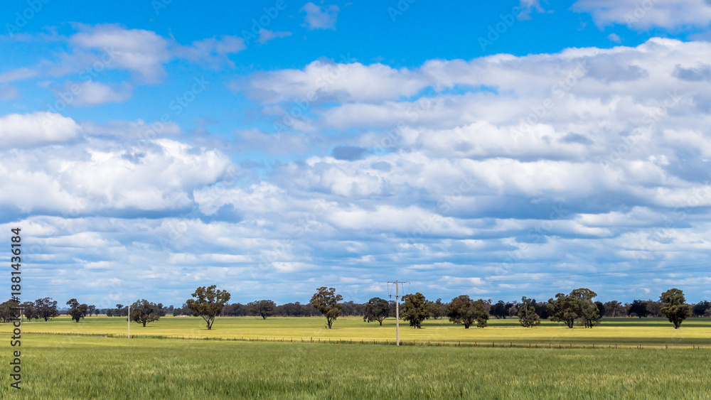 Fototapeta premium Clouds, gum trees and crops in the Riverina countryside