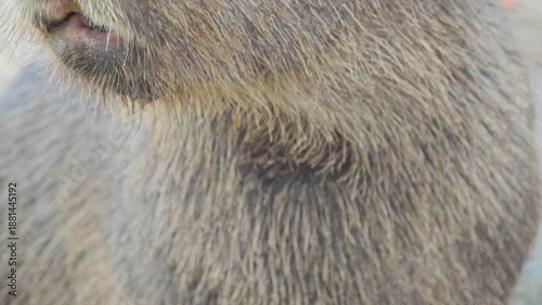 A capybara fur. Close up. Texture.