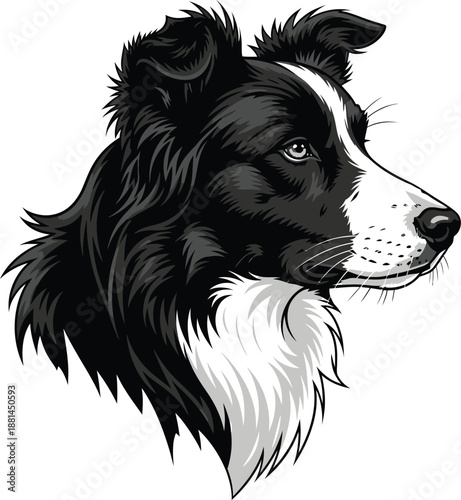 Border Collie Dog Head Vector