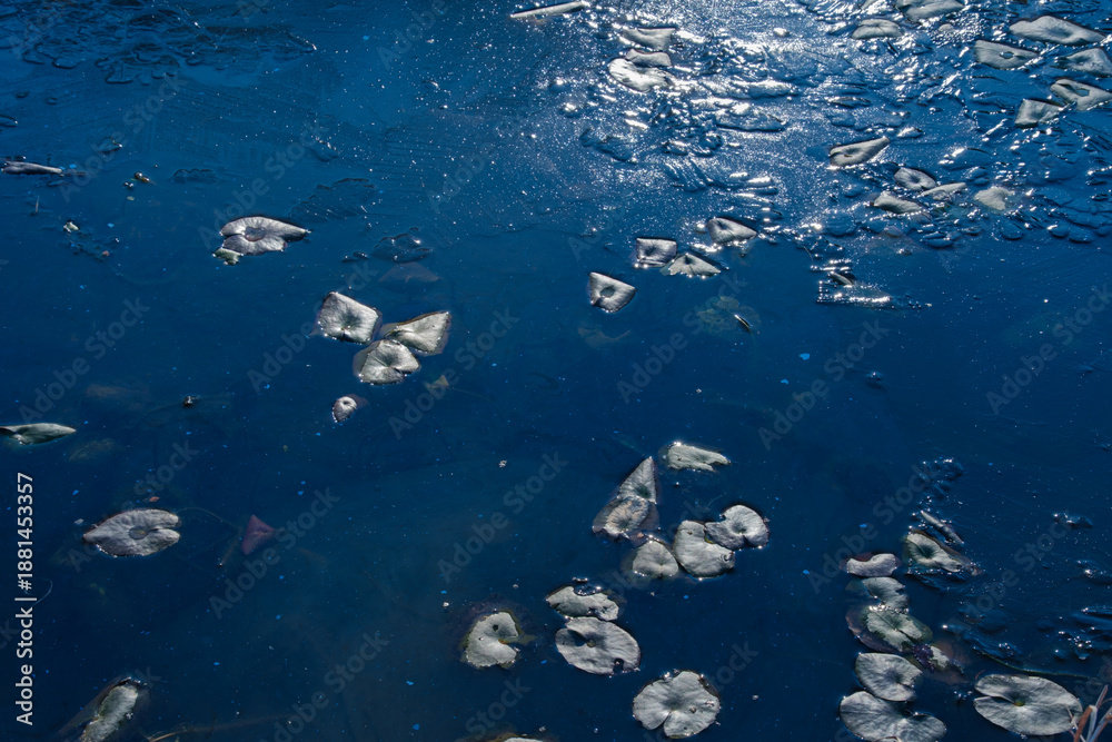 Fototapeta premium 凍る水草