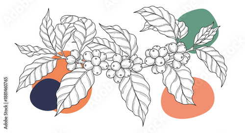 Detailed botanical sketch of a coffee plant branch with leaves and berries over orange dark blue and green abstract circles on a clean white base.