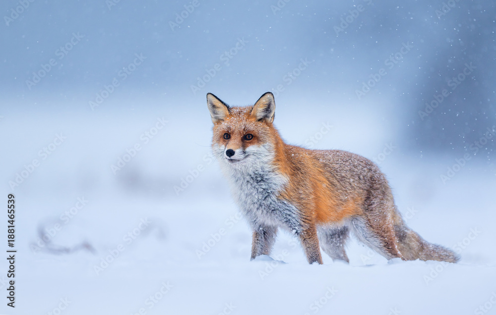 Obraz premium Red fox ( Vulpes vulpes ) in winter scenery