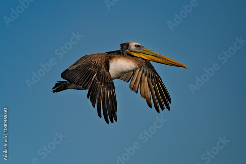 Fotografi Peruvian Pelican in graceful flight against clear blue sky