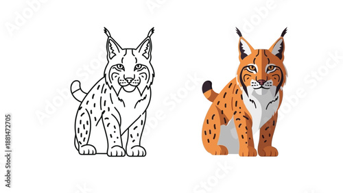 Illustration set featuring a detailed colored bobcat or lynx alongside a clean black and white outline version ready for coloring books or design