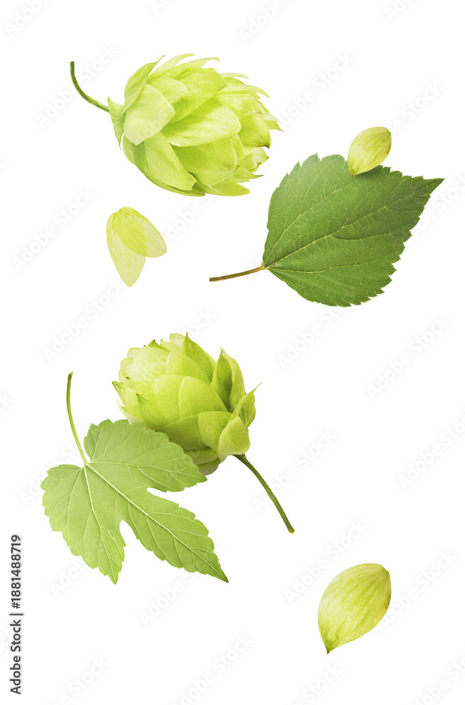 Fototapeta premium Flying fresh green hop cones with leaves isolated on white background. Levitating organic brewing ingredient for craft beer production. Raw humulus lupulus macro closeup.