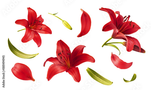 Flat lay composition of beautiful red lily flowers, buds and petals isolated on white background. Top view of fresh blooming lilium plant elements. Spring floral pattern.