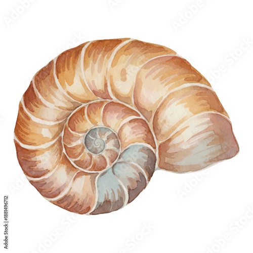 Watercolor Seashell Vector Illustration Marine Shell Isolated on White
