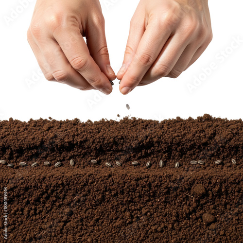 Planting seeds garden soil overhead view growth isolated on transparent background