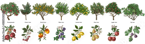 Set of fruit trees with close up branches