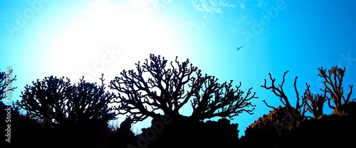 Intricate silhouettes of diverse coral species against a bright background,  nature,  wildlife