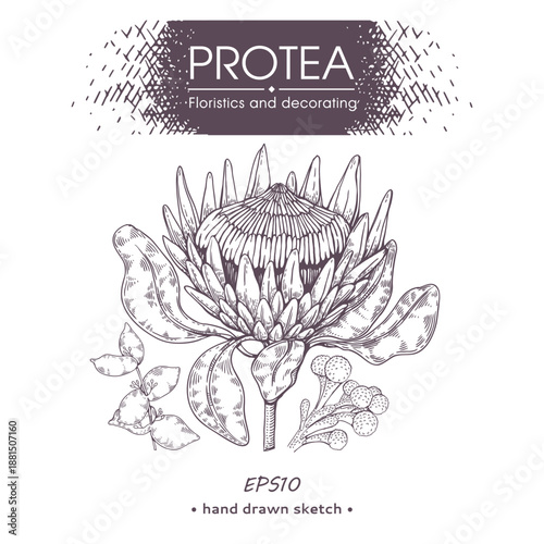 Protea flower monochrome