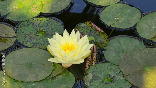 Fotografía Yellow Water Lily Blooming Among Green Lily Pads on Dark Water