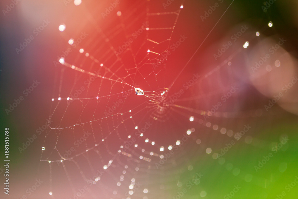 custom made wallpaper toronto digitalThe spider webs after the rain