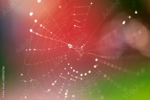 Wallpaper Mural The spider webs after the rain Torontodigital.ca