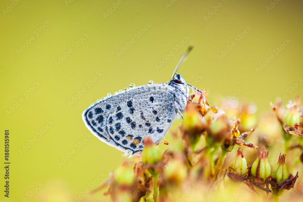 custom made wallpaper toronto digitalA butterfly is gathering honey