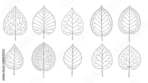 Detailed line art collection of ten various deciduous tree leaf shapes showing intricate vein patterns for botanical study.