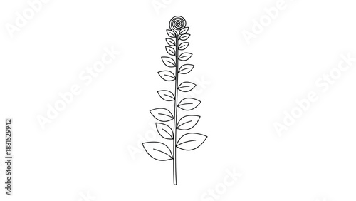 Simple black and white botanical line drawing of a tall plant stem with numerous small leaves and a spiral curl at the top tip.