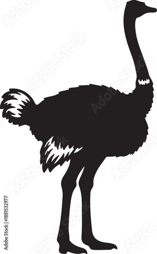  Ostrich in silhouette white background.