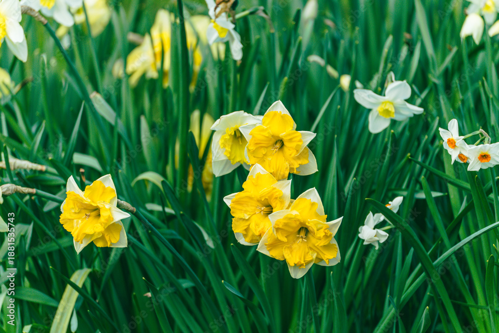 Obraz premium yellow daffodils on green grass