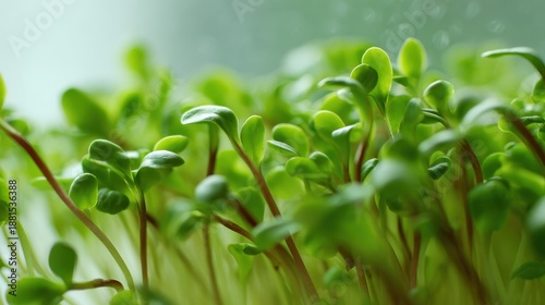 Close up view of fresh green microgreens in natural light