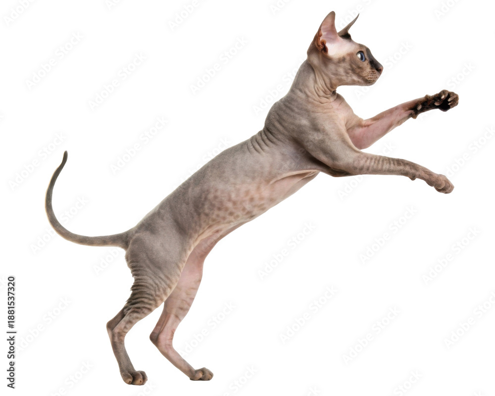 Fototapeta premium Beautiful hairless sphynx cat jumping up with playful energy trying to catch something on transparency background showing active movement and curiosity