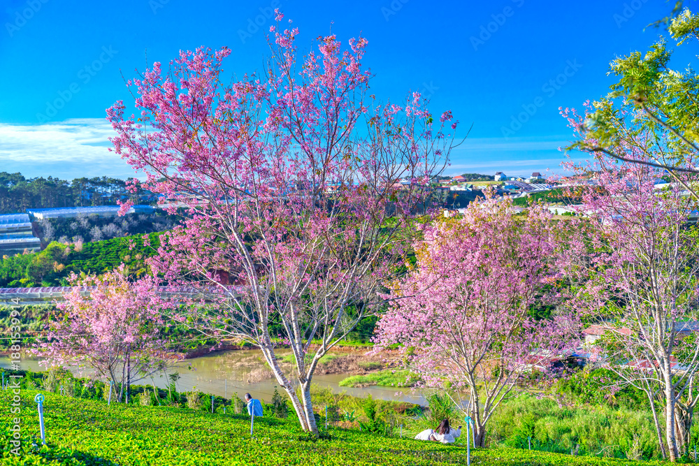 Obraz premium Cherry Blossom Scenery in Cau Dat Tea Garden, Da Lat, Vietnam in the morning.