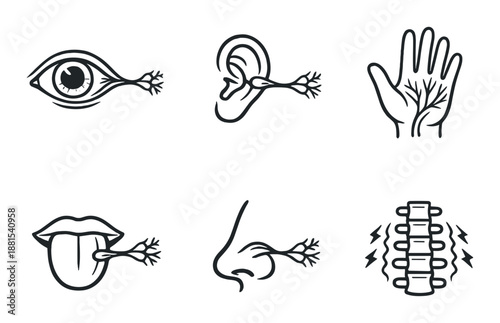 Sensory organs and nervous system: eye, ear, hand, tongue, nose, spine icons