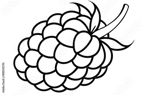raspberry silhouette line art vector illustration