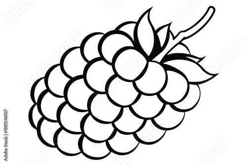raspberry silhouette line art vector illustration