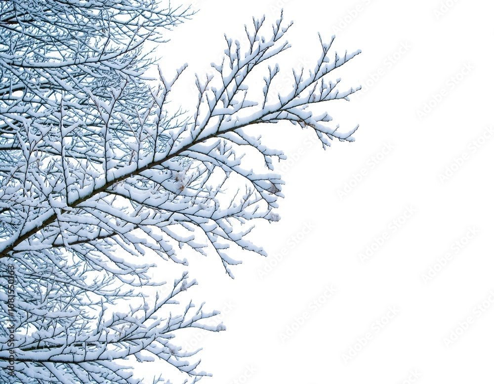 Obraz premium Snowy branches against a blank white backdrop