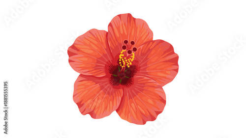 Orange Hibiscus Flower with Visible Stamen.