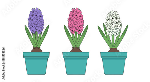 Three Potted Hyacinth Flowers in Different Colors.