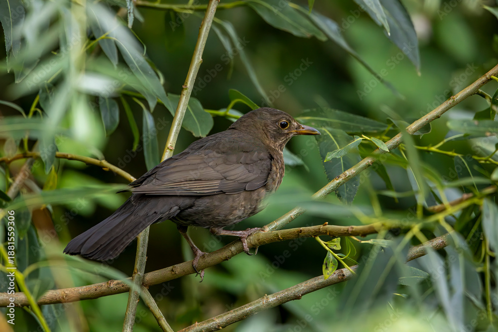 Fototapeta premium A blackbird in the bushes in Germany (Turdus merula) 