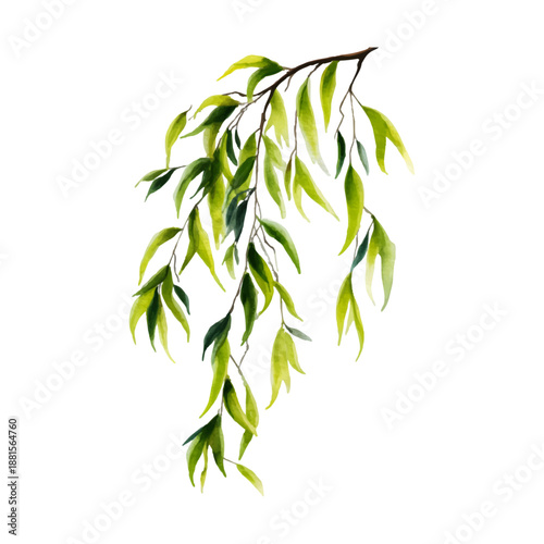 Watercolor willow branch illustration featuring an elegant weeping foliage design, symbolizing nature's beauty, tranquility, and growth with delicate green leaves