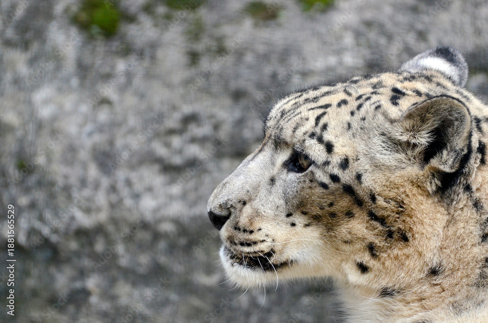 Obraz premium ユキヒョウ