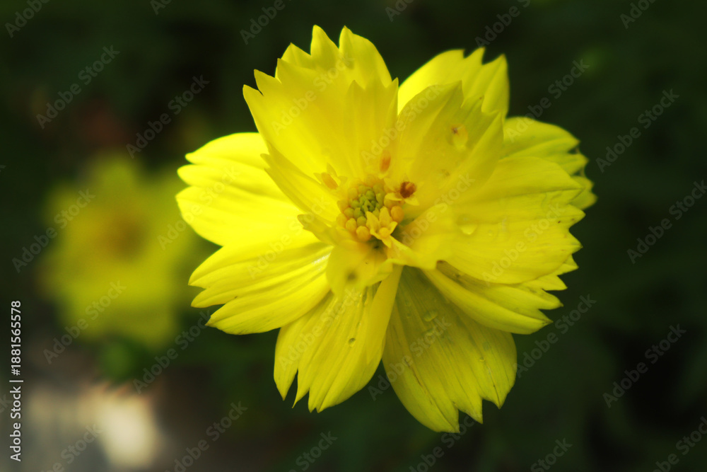 Fototapeta premium yellow flower in spring