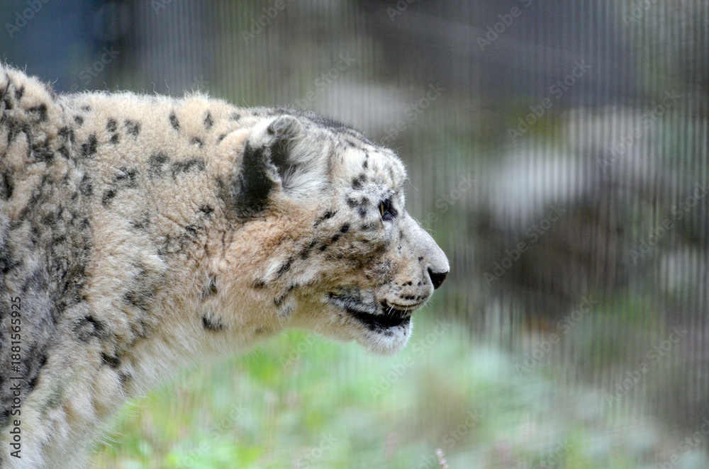 Obraz premium ユキヒョウ